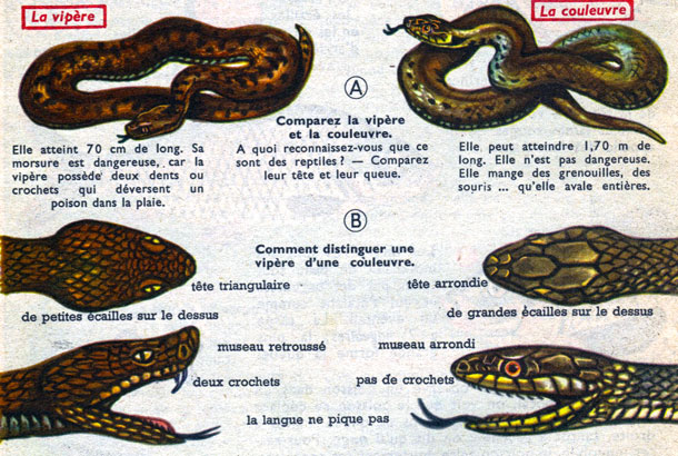 Serpent, dessin: comparaison entre une vipère et une couleuvre