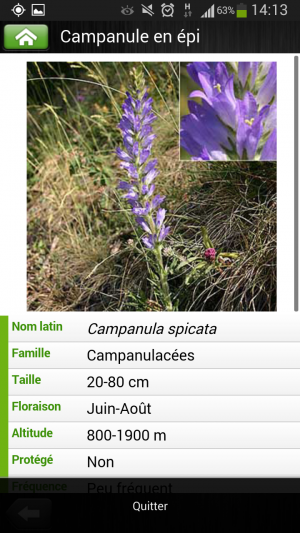 Campanule en épi