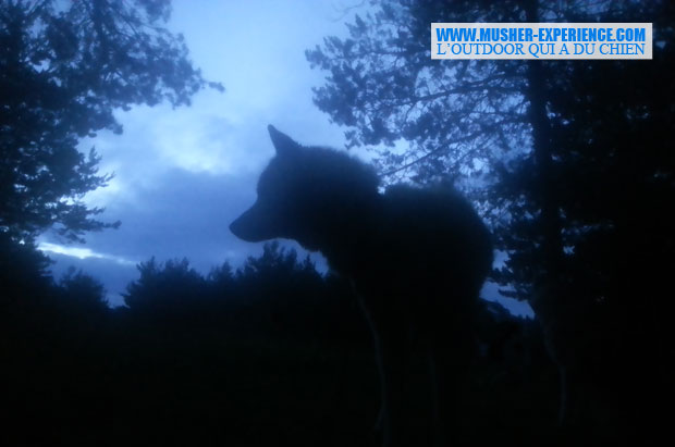 Husky sibérien au couché du soleil