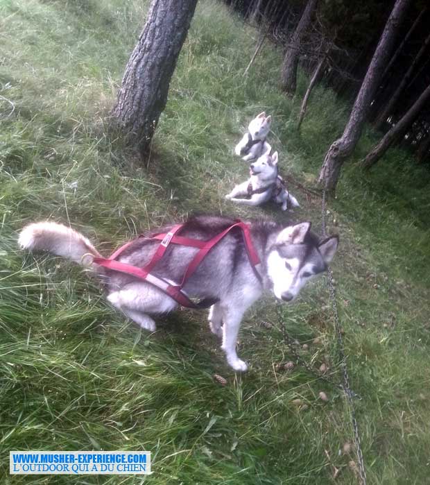 Husky en stake-out