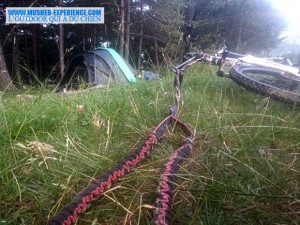 Canivtt 2 chiens lors d'un bivouac en forêt