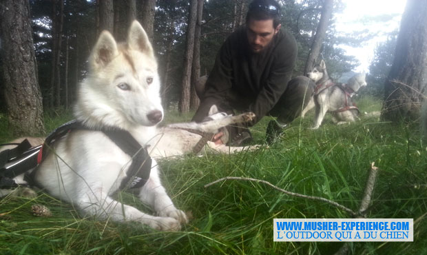 Husky sibérien à Caille