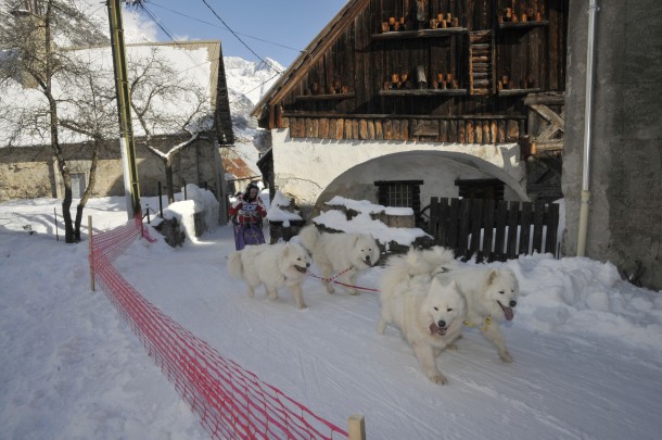 Samoyède, chien de traineau