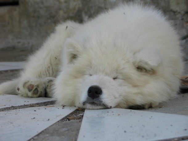 Le Sam', un gros nounours