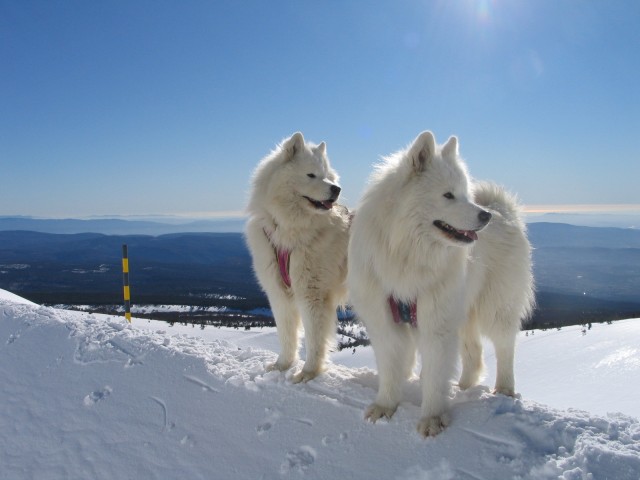 Samoyède Une Race De Chien Faite Pour Vous Caractère Et