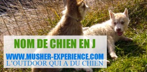 Nom de chien en J