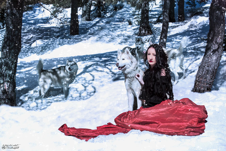 La magie du husky sibérien dans la neige