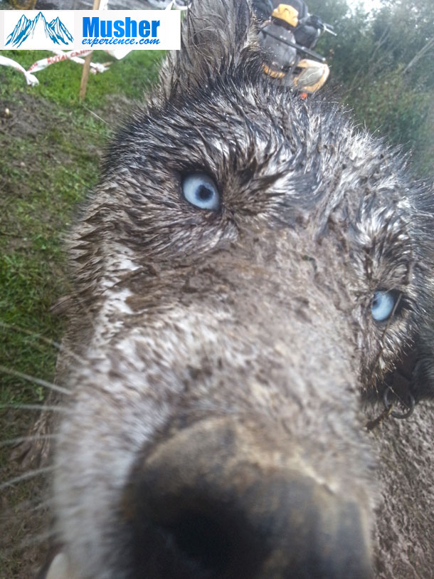 husky-yeux-bleu