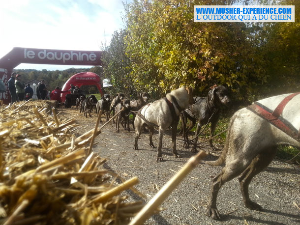 weekend-nordique-chien-chasse