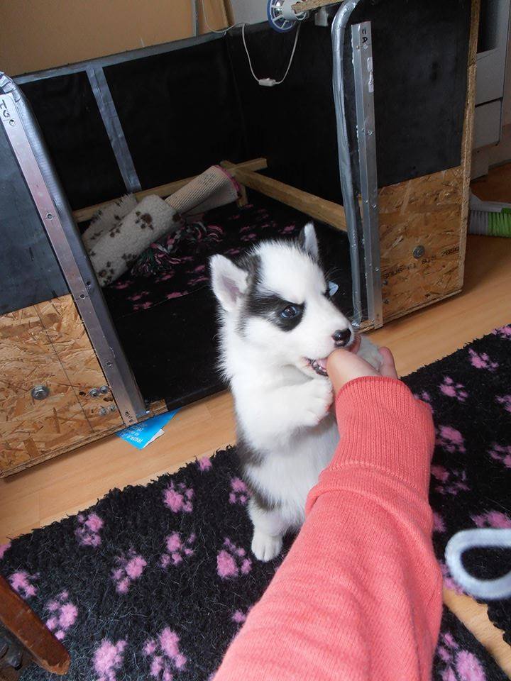 Jango, chiot husky sibérien