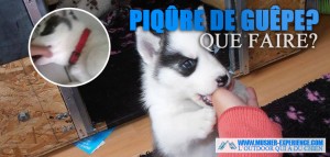 Piqure de guepe sur mon chiot