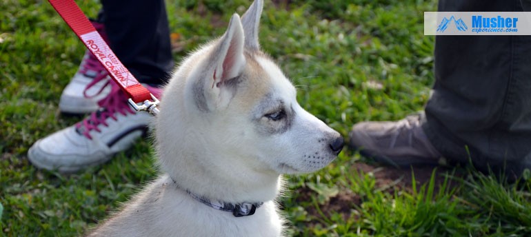 Nom De Chien Commençant Par La Lettre L