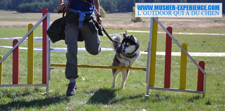 Agility: activité avec son chien