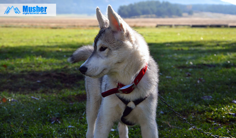 husky-chiot