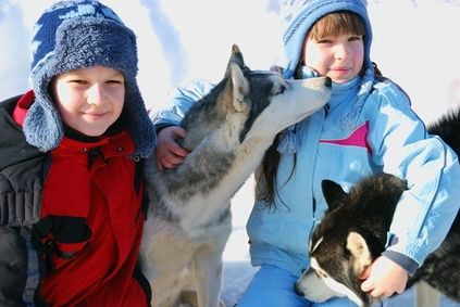 iditarod-puppy-training-800x800