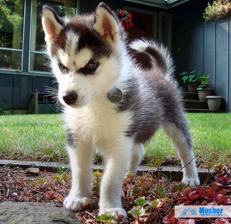 puppy-husky-voyou