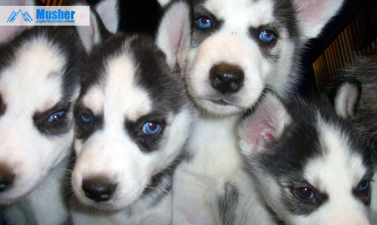 puppy-siberian-husky-blue-eyes