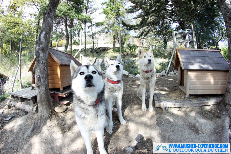 Les chiens attendent leur gamelle