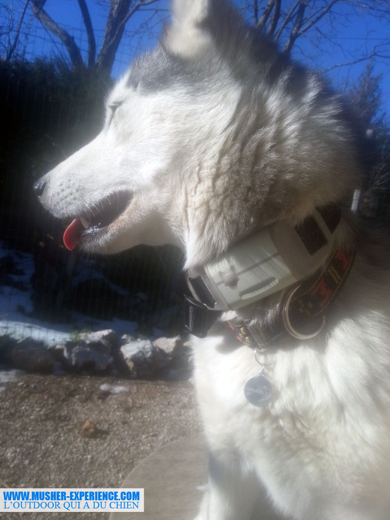 En cas de fugue, je pourrais géolocalisée mon husky grâce à Wekiki