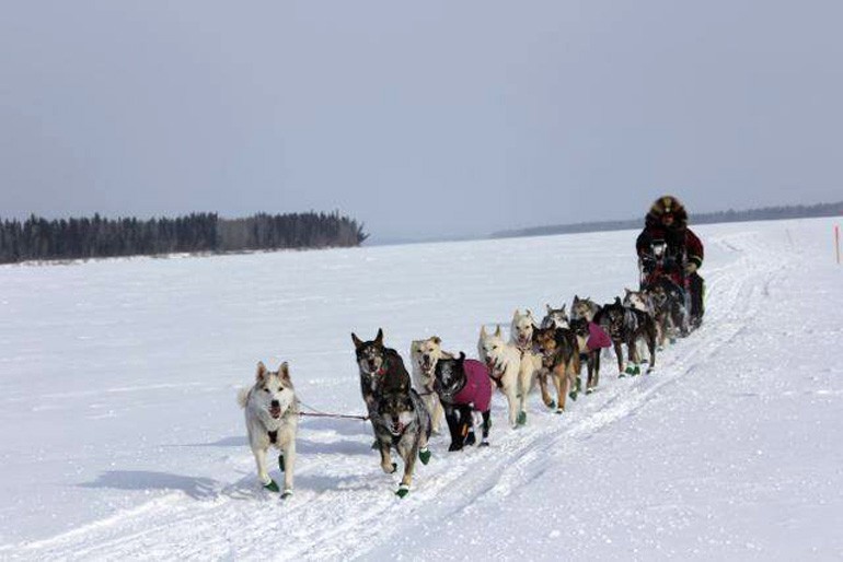 Aaron Burmeister et ses alaskans huskies