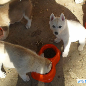 chiots-husky-siberien