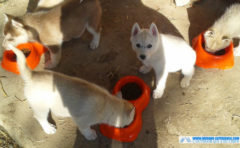 chiots-husky-siberien