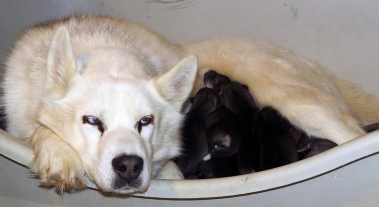 maman-husky-blanche-nourrit-chiots