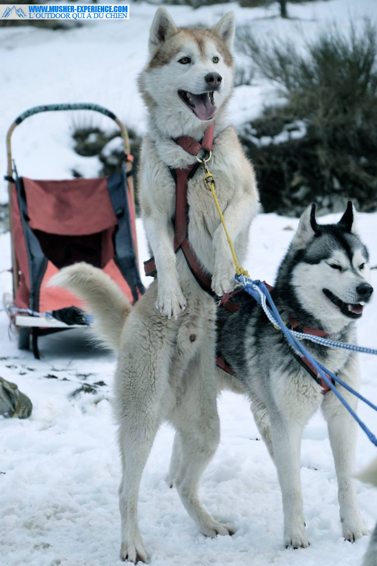 will-to-go-sled-dog-mushing