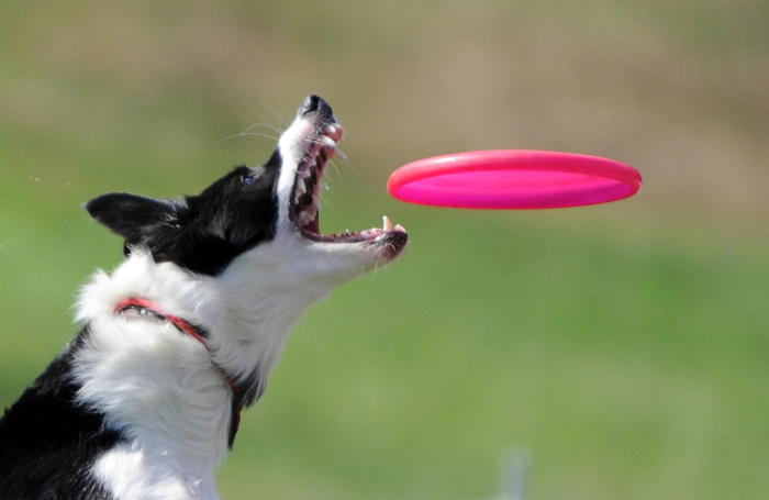 Frisbee: chien attrape en plein vol - activité canine