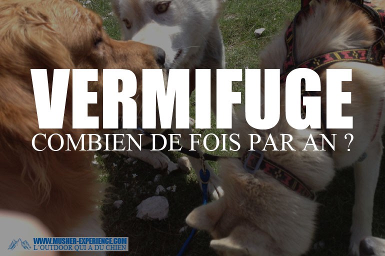 Quand vermifuger son chien et à quelle fréquence ? (calendrier)