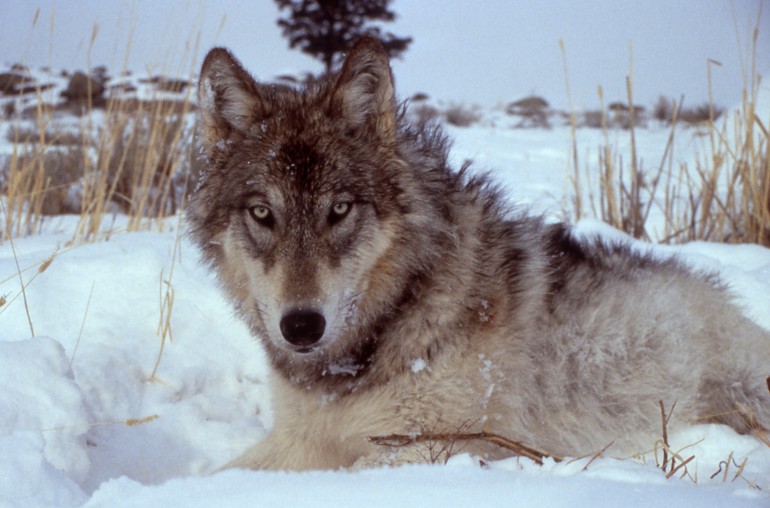 Yellowstone-wolf-17120