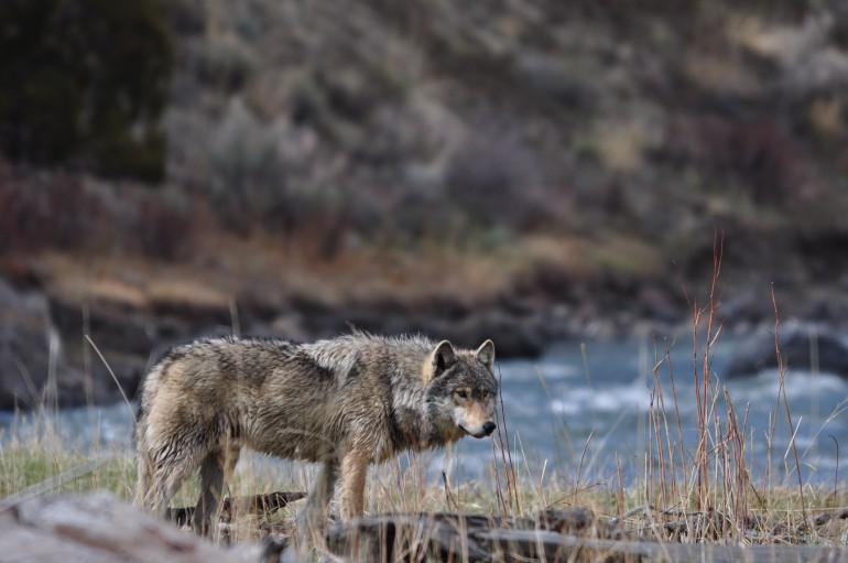 grey-wolf-wildlife-yellowstone-national-park