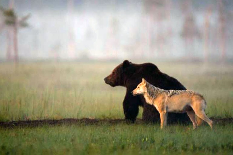 Un Loup Et Un Ours Deviennent Amis Et Vivent Ensemble