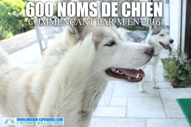 Plus 600 De Vrais Noms De Chiens En M Pour 2016