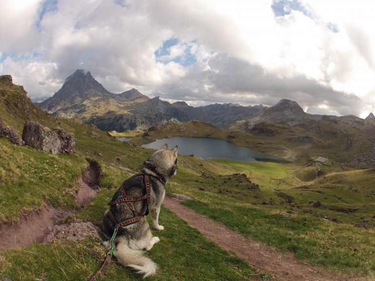 Mon husky admire le lac - harnais xback manmat