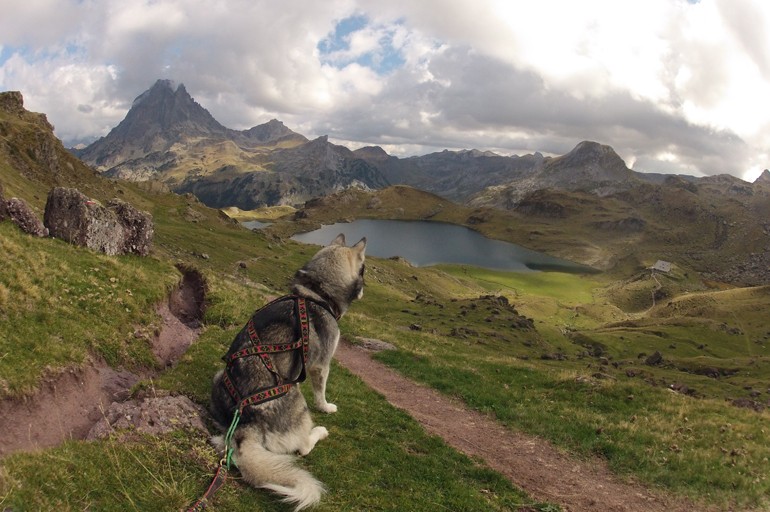 Cani rando - randonnée avec son chien