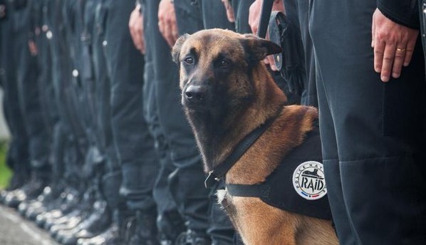 chien-policier-raid-malinoi