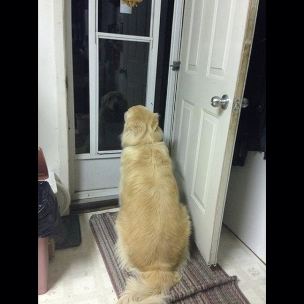 Dog-sitting-at-the-door