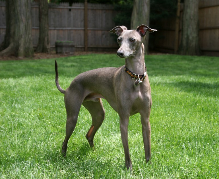 Race de chien: Greyhound