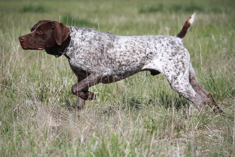 Race de chien: Pointer