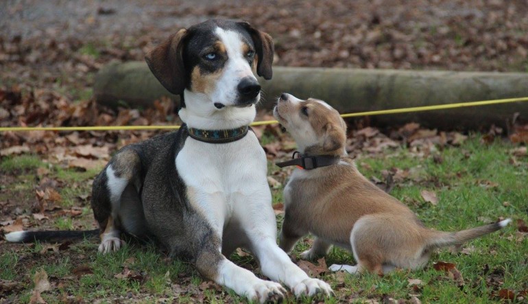 Un jolie petit chiot qui demande aux plus grands comment on fait pour grandir?