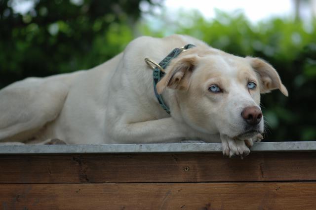 Mozart, Alaskan Husky, premier chien de Mathilde