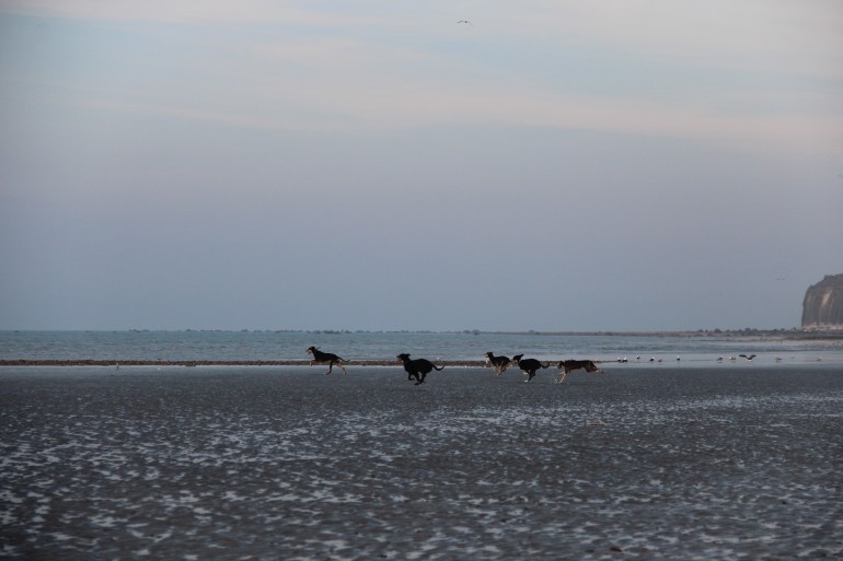 Balade des chiens en libre