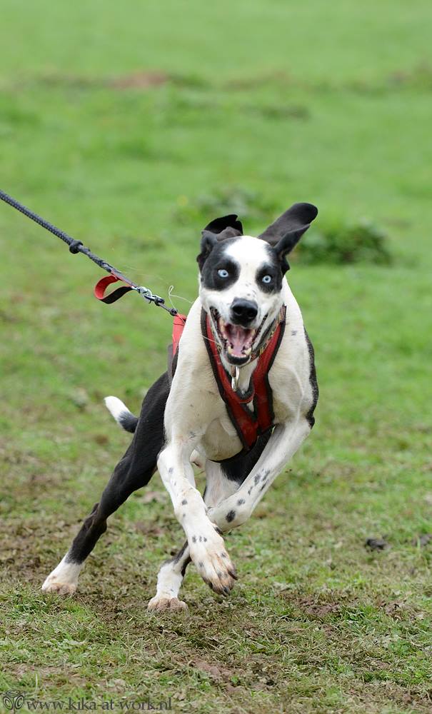 chien de course