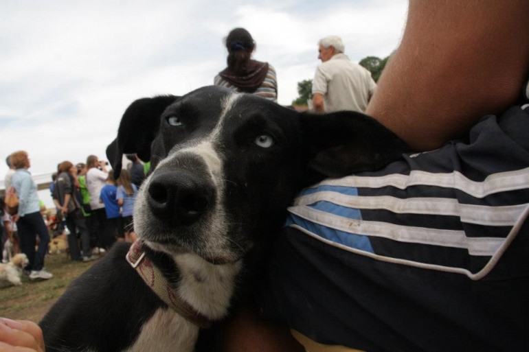 Un european sleddogs