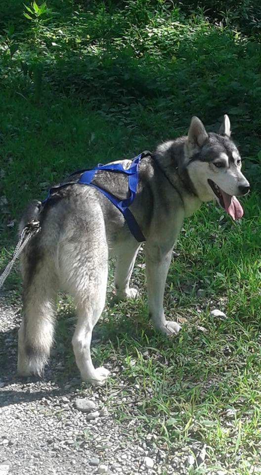 chien husky harnais xback