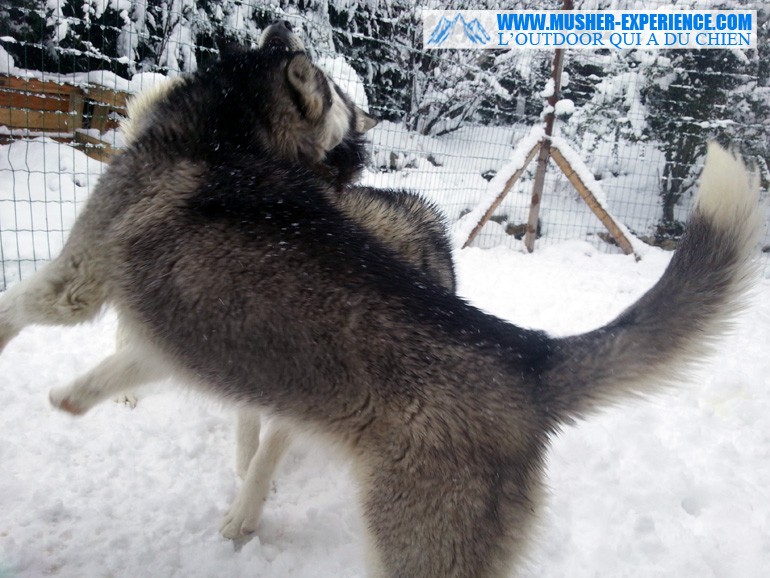 chien-husky-joue-neige