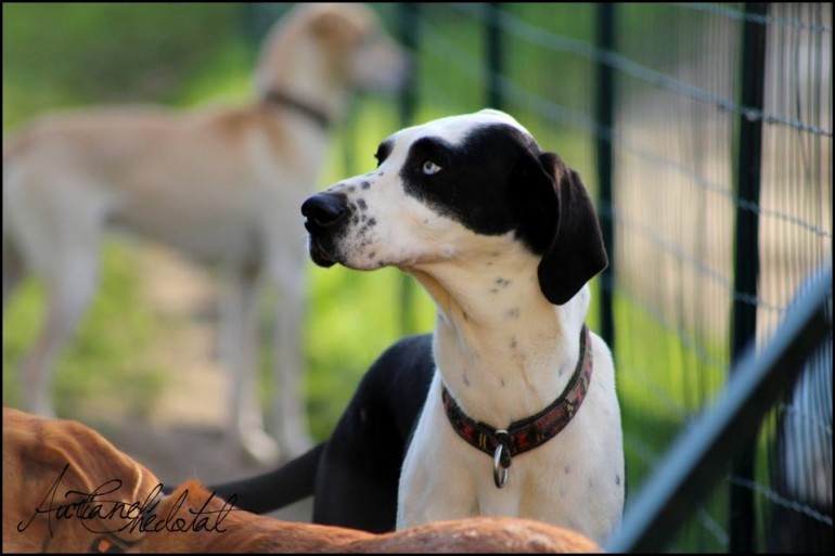 European Sleddogs