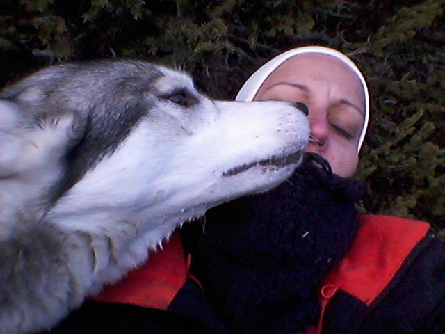 husky siberien bisous