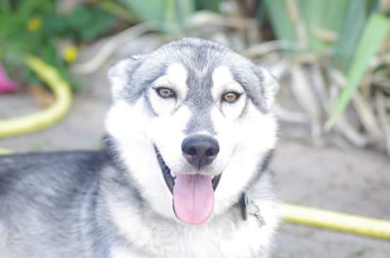 husky siberien loup